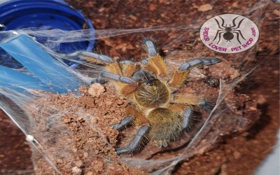 Harpactira pulchripes 1 cm sling tarantula